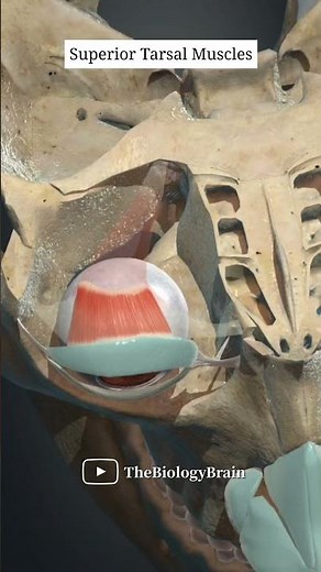 Superior Tarsal Muscle (Müller’s Muscle) | #shorts #eyeanatomy #eyelid #health #youtubeshorts