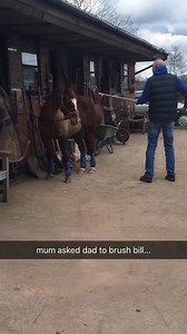 196K views · 1.3K reactions | Oh dear  when you ask your non-horsey husband to 'brush' the pony... | The Pony Club | Facebook