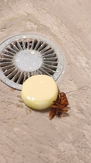 1.2M views · 12K reactions | ¡¡Deshazte de las cucarachas de tu casa para siempre si haces esto!! | Super Idea | Facebook