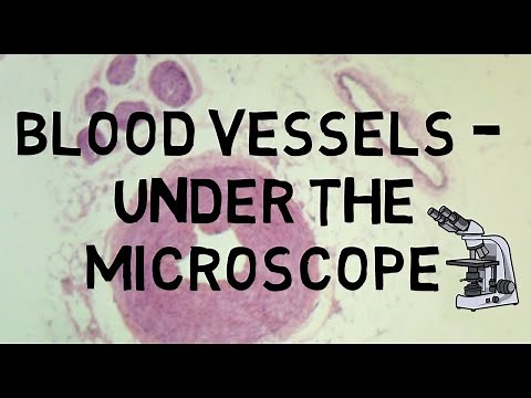 Blood Vessels - Under the Microscope