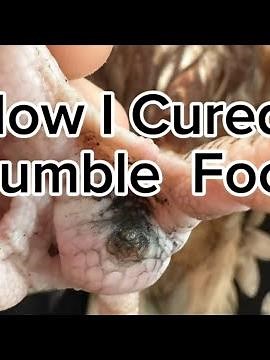 How I Cured Bumble Foot