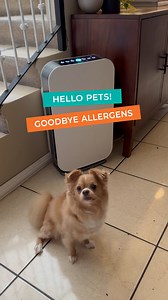 Furry friend owners, rejoice! Pet dander has finally met its match. Alen air purifiers capture and remove 99.9% of irritating and smelly airborne particles, including pet dander, odors, dust, and allergens. This means more fun and freedom for you and your pets, and less worrying about hair and dander around the house. Find out more about all of the benefits of having an Alen around at alen.com, and start creating your Utopiair™ today! | Alen