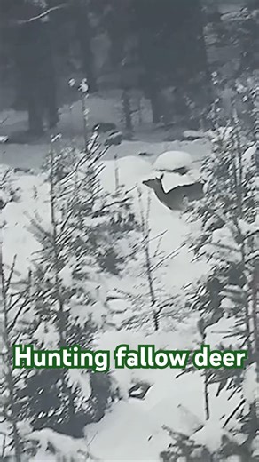 Hunting fallow deer in Sweden. #hunting #deer #wildlife #jakt #deerhunting