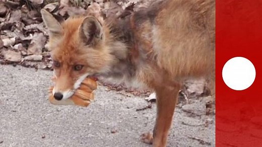 26K views · 662 reactions | [no comment] Fox in Chernobyl disaster exclusion zone rustles up a giant sandwich and becomes an internet sensation. Don't miss our upcoming videos, subscribe to our YouTube channel here --> eurone.ws/JyZtv | Euronews English | Facebook