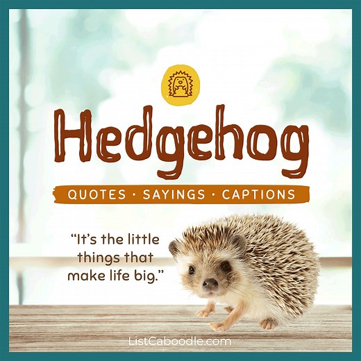 Hedgehog Quotes, Saying, Captions (Cute and Adorable!)
