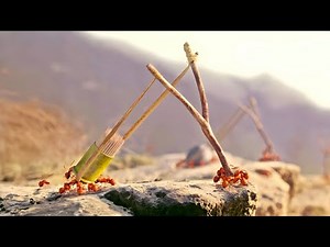 Red Ant Attacked Black Ant Territory: Epic Battle of the Ant Kingdom. EXPLAINED IN HINDI