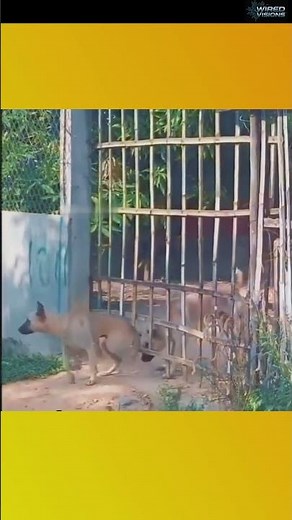 Hilarious Funny Dogs Compilation: Try Not to Laugh!