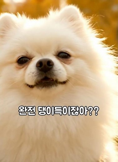 댕댕이도 설레는 그날🙌 제1회 김포시 반려문화 축제🐶
