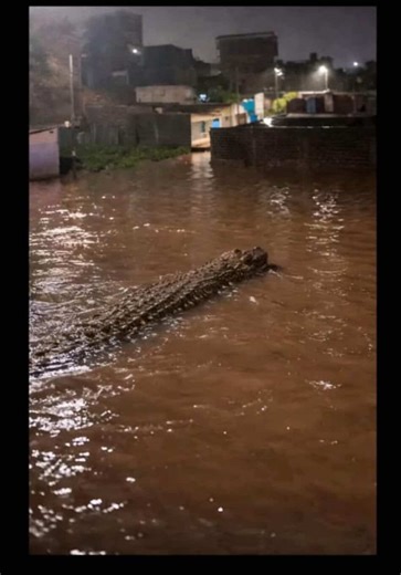 Crocodiles and Floods: The Unexpected Scene in Rongai