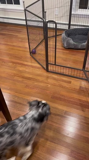 New 32-inch Exercise Pen for Dogs | Quality Design