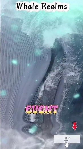 The largest predator on Earth rises from the deep… 🐋🌊A blue whale explodes through the surface...