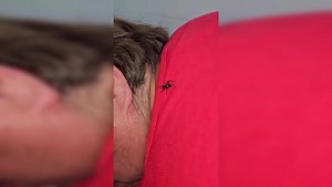 Viral video: Horrifying moment live spider is removed from man’s ear