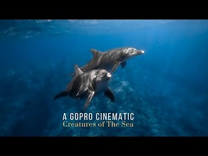 GOPRO HERO 10 BLACK Underwater Cinematic - Creatures Of The Sea