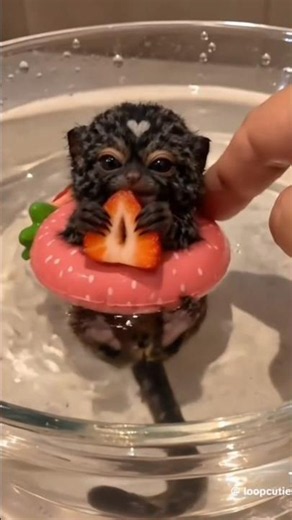 Baby Animals That Will Instantly Fix Your Day 🥺🐾💛 | Cutest Compilation 2026
