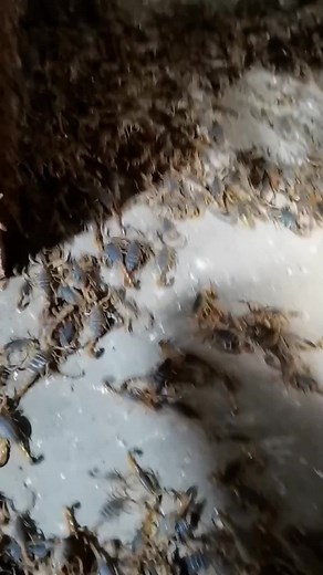 Understanding Scorpions: Behavior and Habitat