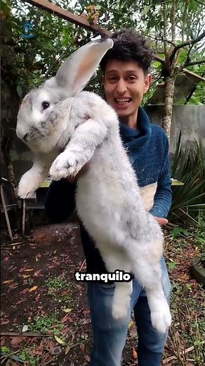 The Flemish Giant rabbit, one of the largest in the world