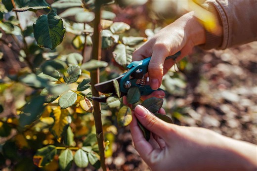 How to prune roses in fall for healthier growth next spring