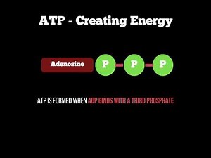 Anatomy - ATP Re Synthesis Cycle