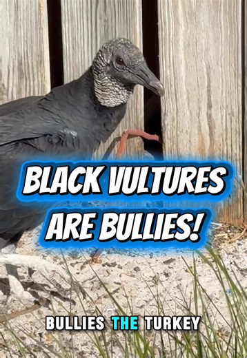 Understanding Black Vulture Behavior and Ecology