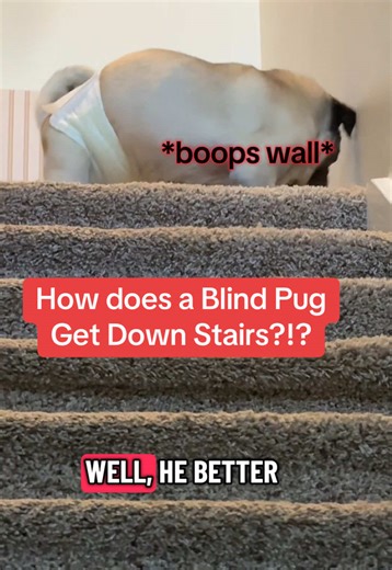 Frank the Blind Pug's Hilarious Battle with Stairs