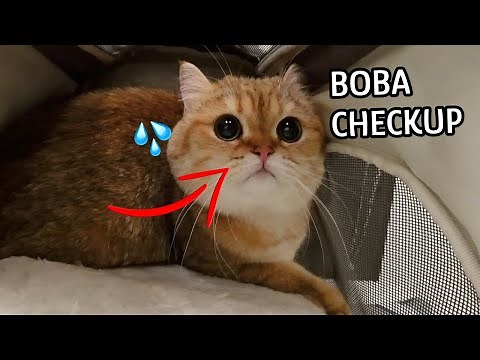 BOBA EYES EXPLAINED!! British shorthair vet visit #cat #vet