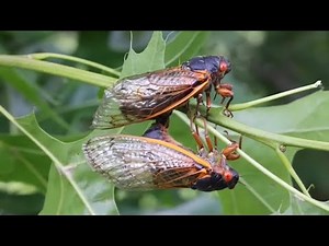 Itchy mite bites on skin linked to cicada eggs, health experts explain