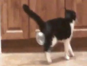 840 reactions · 738 shares | Cat swallows bubble gum and shows us what bubble butt REALLY means. | Adorable Kittens | Facebook