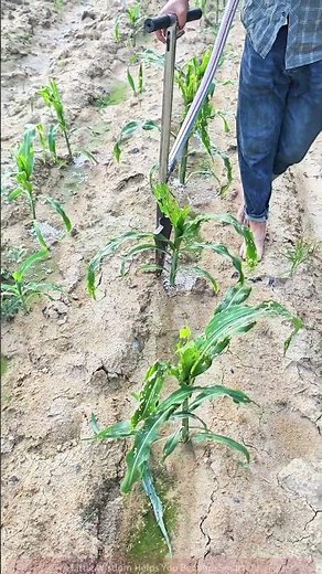 Corn Field Fertilization Tips