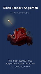 Black Seadevil Anglerfish