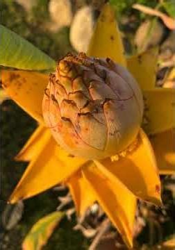 紫雲寺經行公園 地涌金蓮花