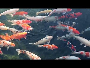 Koi Pond Water Testing: Key to Healthy Fish