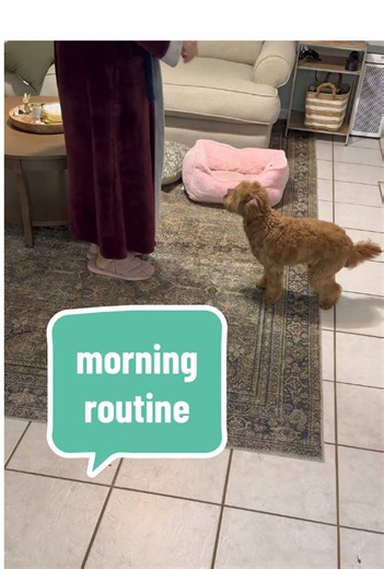 Our Morning Routine with an 8-Month-Old Goldendoodle Puppy