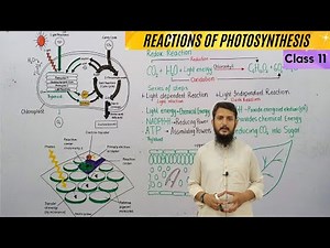 Mechanism of photosynthesis | Reactions of photosynthesis | class 11