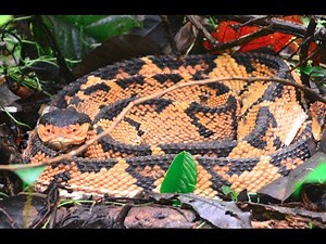 Black-Headed Bushmaster Snake Matabuey Cascabel muda || Venomous Snake Video (Lachesis) Wild