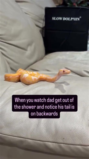 My Ball Python Was Very Confused By My Tail😂