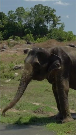 Amazing Elephant Bathing in Water | Beautiful Nature Moment 🐘💦#shorts