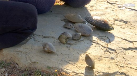 Friends of Claytor Lake perform mussel-salvage during lake draining