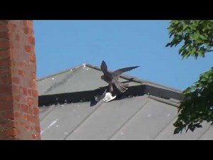 Young Peregrine Falcon Killing Seagull