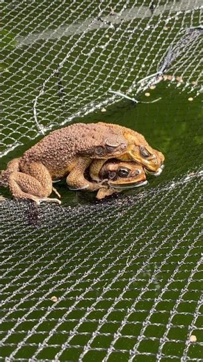 “When 3 Frogs Take a Nap Together 🐸💤” #amazingwildlife #amazinganimals #lifeonearth #animalkingdom