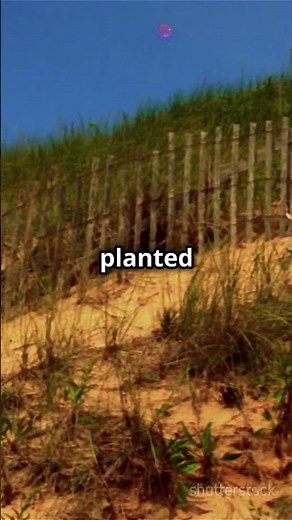 How Vegetation Restoration Fights Soil Erosion #sciencefather #researcher #recognizing #SoilErosion