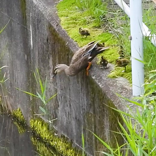 Mother duck training her babies before the big move ★Mother duck training her babies before the big move Just before a life-threatening journey to the river, this mother duck gave her ducklings one last lesson—jumping from a cliff into the pond where they were born. To move to the river, they had to make a daring leap. One by one, the baby ducks gathered their courage and jumped toward the safe water below! Under their mother's guidance, every duckling successfully made the jump. The next day, t