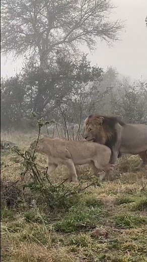 Lions Mating in The Kruger National Park