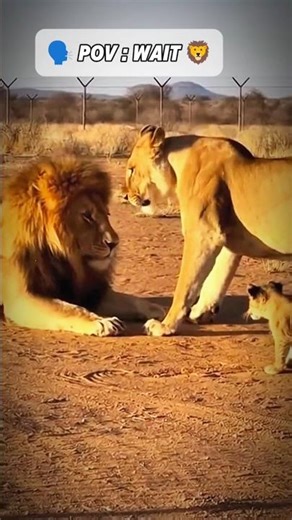 Lioness beaten to lion . #mindset