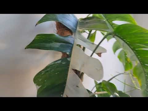 Plants are not meant to be alone. They need friends too!