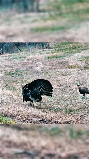 Wild Turkey Strut Moment | Stunning Nature Scene