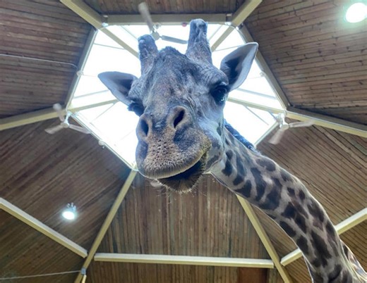 Postmortem reveals Toronto Zoo’s Kiko the giraffe died from cardiac failure