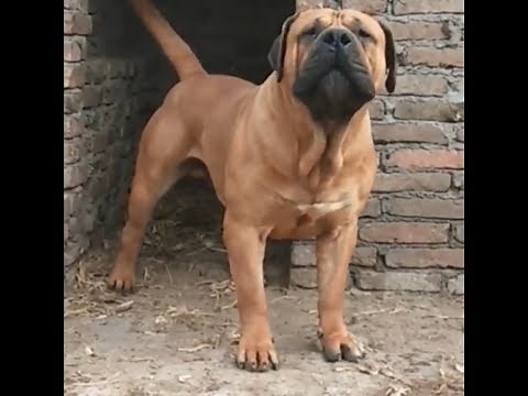 Fantastic SOUTH AFRICAN BOERBOEL Dogs In The World