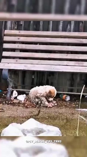 rescue puppy #unfreezemyacount #animalloversoftiktok #fyp