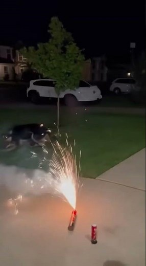 🔥🎆 Dog chaos during fireworks! 🎇🐕💥