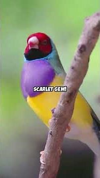 10 Most Colorful Birds in the World!